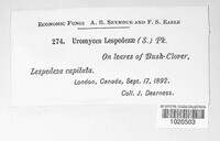 Uromyces lespedezae image